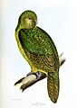 Strigops habroptilus Mitchell