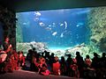 Sydney Sea Life Aquarium (32423380775)
