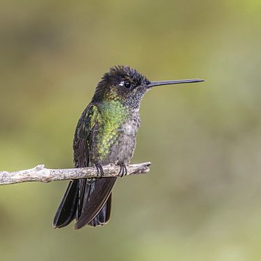 Talamanca hummingbird (Eugenes spectabilis) male 4