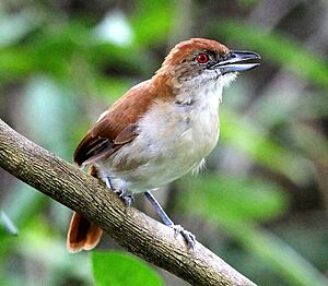 Taraba major - Great Anshrike (female).JPG