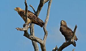 Tawny Eagle (Aquila rapax) and Young Bateleur (Terathopius ecaudatus) (6017682851)