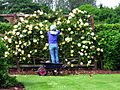 The Rose Garden at Drum Castle - geograph.org.uk - 524831