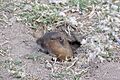Thomomys umbrinus imported from iNaturalist photo 7206141 on 28 January 2020