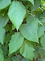 Tilia mexicana foliage