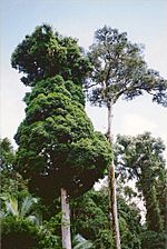 Toonumbar National Park - Syzygium francisii & Argyrodendron trifoliolatum.jpg