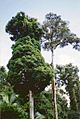 Toonumbar National Park - Syzygium francisii & Argyrodendron trifoliolatum
