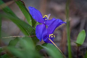 Tradescantia virginiana flower