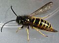 Vespula vulgaris-m