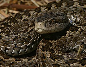 Vipera u rakosiensis.jpg