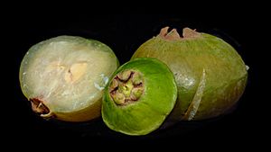 Webysther 20190219235610 - Fruta do cambuci (Campomanesia phaea)- na esquerda-direita é o fruto maduro e no centro é o fruto verde