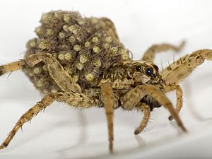 Wolf Spider (Rabidosa rabida) with babies on back