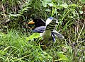 Yellow-billed Blue Magpie I IMG 7394