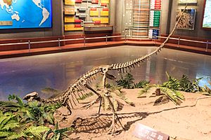 Zigong Dinosaur Museum Agilisaurus louderbacki.jpg