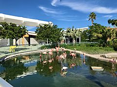 Zoo Miami American flamingo