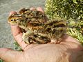 0418Domesticated common quail in the Philippines 11