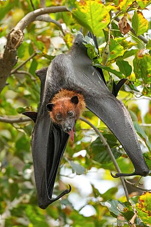 Flying fox hanging from a tree