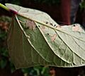 Abaxial sweetpotato leaf with leaf miners