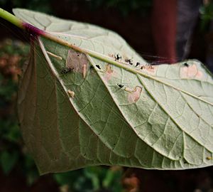 Abaxial sweetpotato leaf with leaf miners