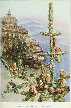 Abies fraseri by Ellis Rowan 1901