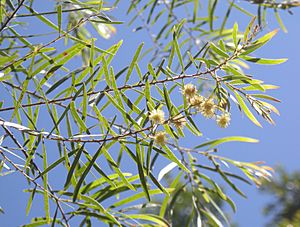 Acacia fimbriata foliage and flowers
