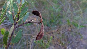 Acacia hispidula pod (8708338243)