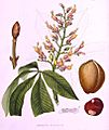 Aesculus discolor Asa Gray