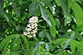 Aesculus indica, Kashmir Pakistan 20.jpg