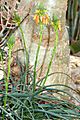 Aloe vossii - plant (aka)