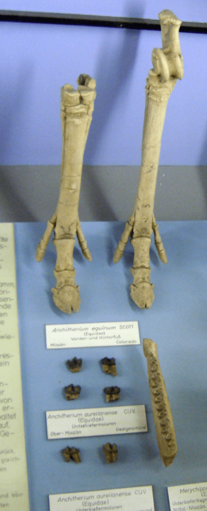 Anchitherium fossils cropped