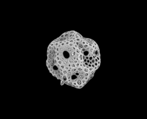 Animation of radiolarian diversity
