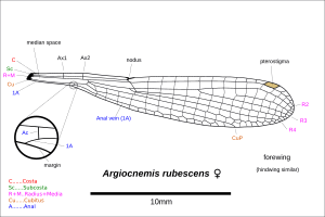 Argiocnemis rubescens drawing 0417