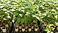 Aspen seedlings at the Coeur d'Alene Nursery (50826119622)