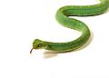 Atheris chloroechis vipere des buissons 31.jpg