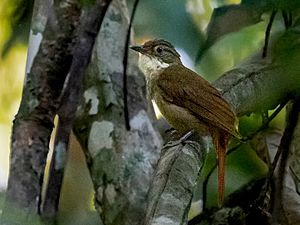 Automolus paraensis - Para Foliage-gleaner; Carajas National Forest, Pará, Brazil.jpg