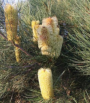 Banksia tricuspis 2 Wanneroo email.jpg