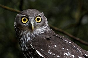 Barking Owl (Ninox connivens).jpg