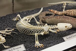 Beaded Lizard Skeleton