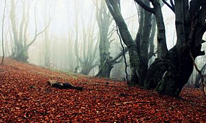 Bieszczadzki Park Narodowy - szlak Wołosate - Tarnica