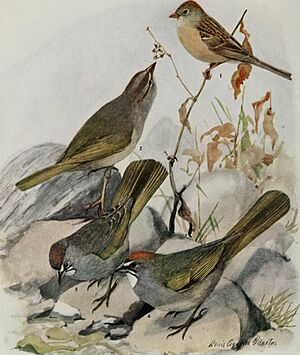 Bird-lore (1914) (14568949997)