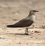 Black-winged pratincole (Glareola nordmanni) at Mkhombo Dam, Mpumalanga (36861637734).jpg