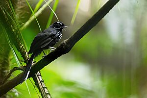 Black Thicket-Fantail 0A2A3426.jpg