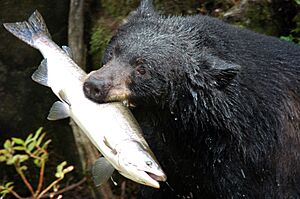 Black bear with salmon