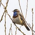 Bluethroat (Luscinia svecica cyanecula) male Biebrzaski 2