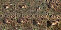 Bronze-winged jacana (Metopidius indicus) immature composite