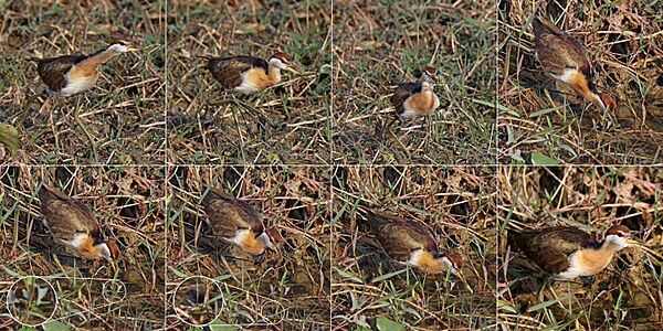 Bronze-winged jacana (Metopidius indicus) immature composite