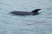 Burrunan Dolphin Port Phillip Bay 2011