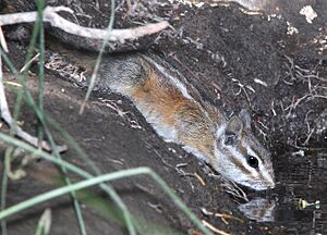 CHIPMUNK, MERRIAM'S (tamias merriami) (5-26-13) saucito ranch, carrizo plain nat mon, slo co, ca (1) (9058618231).jpg