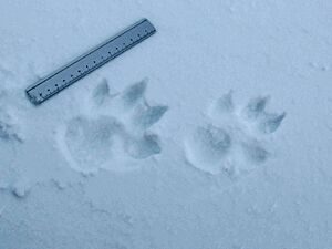 Canis lupus footprints