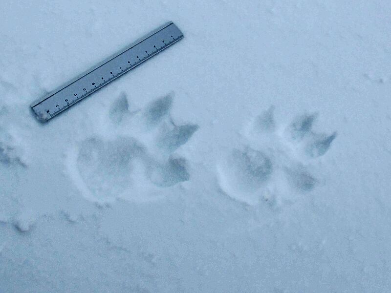Canis lupus footprints
