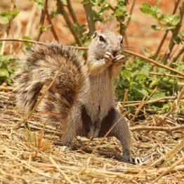 Cape ground squirrel (Xerus inauris) male